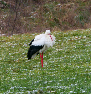 Ach, wär ich doch in den sonnigen Süden geflogen ... Diesen Gedanken wird nicht nur der Storch haben, der - aufgeplustert gegen den eisigen Wind - am Ufer der Hasel bei Balzhausen steht