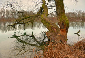 'Angeknappert' - der Bibers Werk an einem Weiher im Mindeltal.