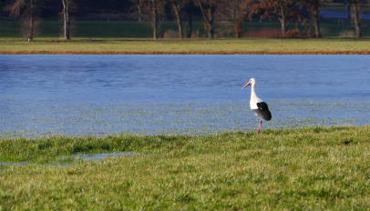 'Hier gibts nichts zu holen'. Etwas ungläubig blickt dieser Storch auf einen begehrten  Futterplatz, eine überschwemmte, aber zu Eis gewordene Wiese im Mindeltal. (28.Januar 2024)