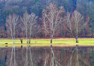 "Standfest und sturmerprobt".  Birken an einer überschwemmten Wiese im Mindeltal.