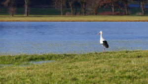 'Hier gibts nichts zu holen'. Etwas ungläubig blickt dieser Storch auf einen begehrten  Futterplatz, eine überschwemmte, aber zu Eis gewordene Wiese im Mindeltal. (28.Januar 2024)