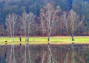 "Standfest und sturmerprobt".  Birken an einer überschwemmten Wiese im Mindeltal.