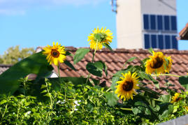 Hoch hinaus - wollen die Sonnenblumen in Nachbars Garten. (3.September 2023)