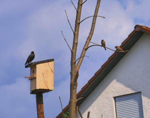 Schon kurze Zeit nach dem Hebauf wird der Starenkobel-Neubau in Nachbars Garten inspiziert - auch zwei Spatzen  zeigen Interesse.