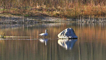 Ein junger Schwan und der 'Besondere Stein' -  in einem Weiher am Mindeltalradweg bei Mindelzell.