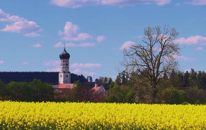 Rapsblüte im Mindeltal - mit Blick nach Ursberg.